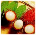 Il Rambutan