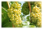 Uve Chardonnay